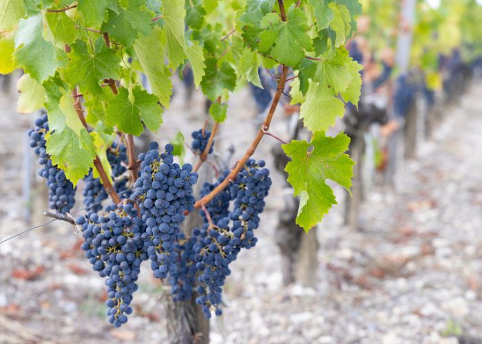 Vineyard tour