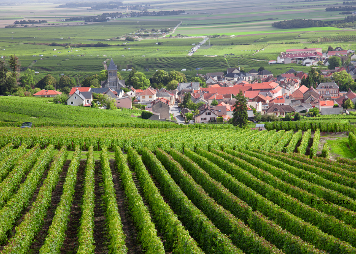 Burgundy vineyards