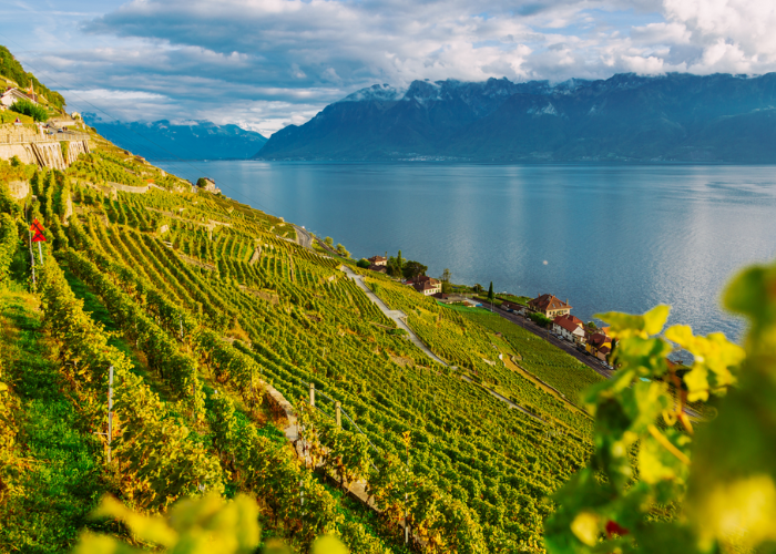 RHONE VIEW (700 x 500 px)