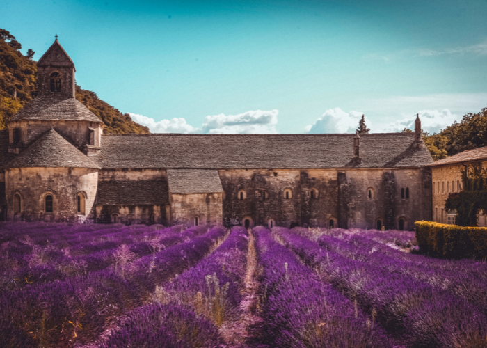 RHONE lavender (700 x 500 px)