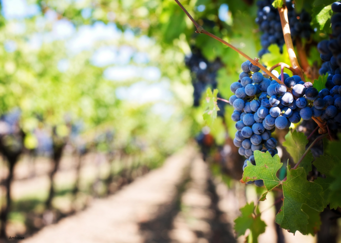 Rhone grapes