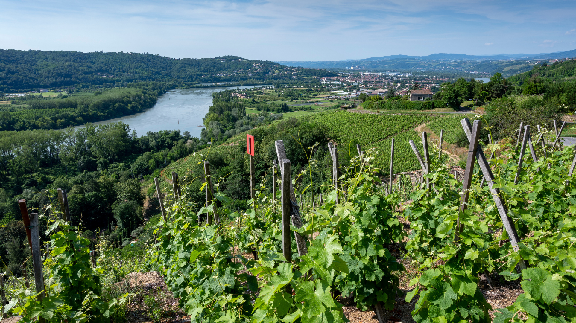 Rhone vines