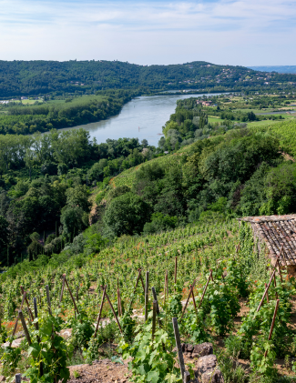 Rhone vineyard view (325 x 421 px)-2