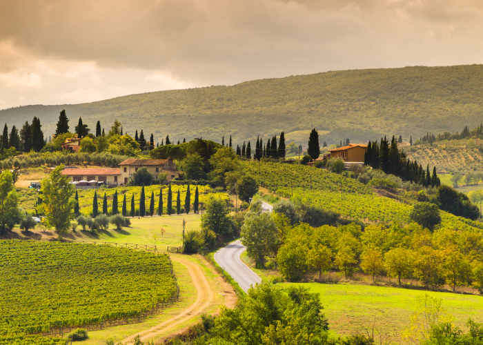 Tuscany Vineyard 2 (700 x 500 px)