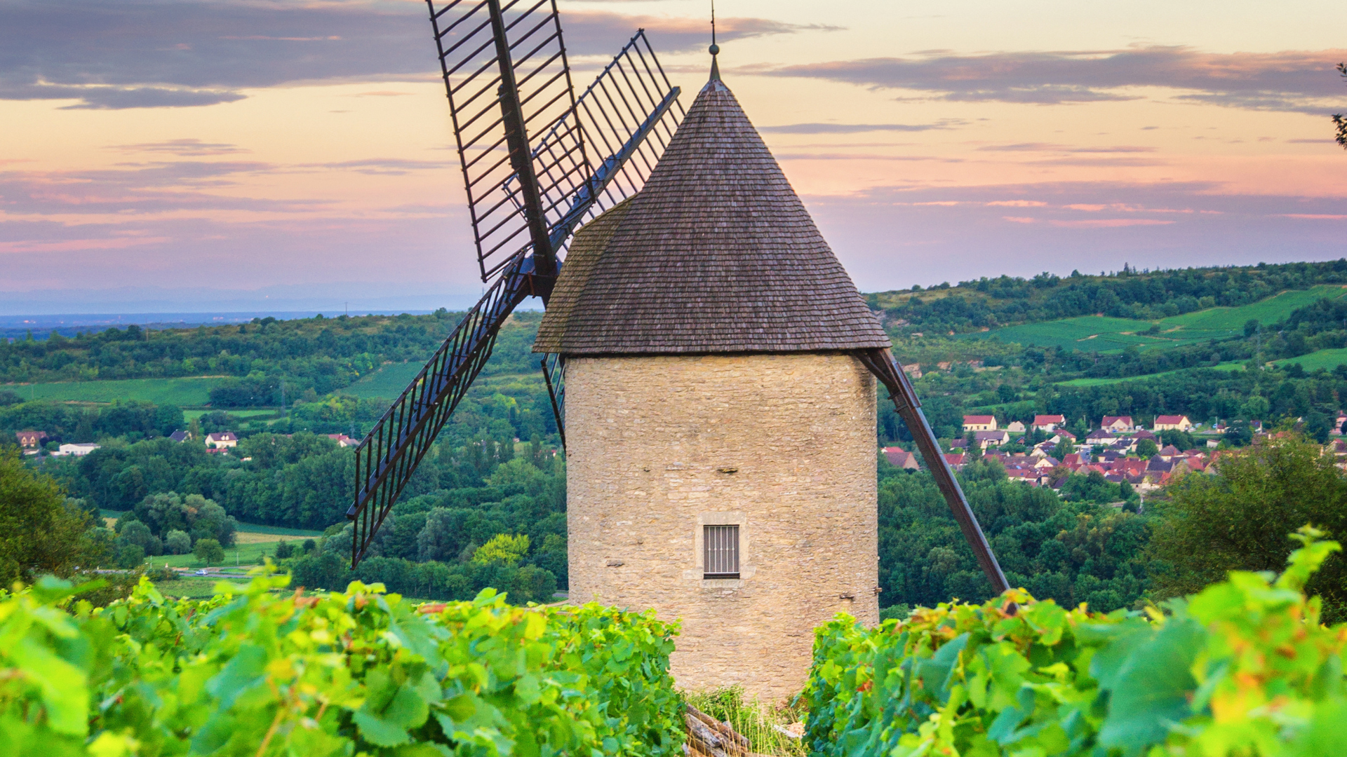 Burgundy Vineyard